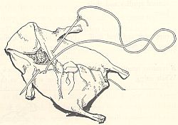 Sample - sewing up a duck, from Julia Child, V1. Click for larger image
